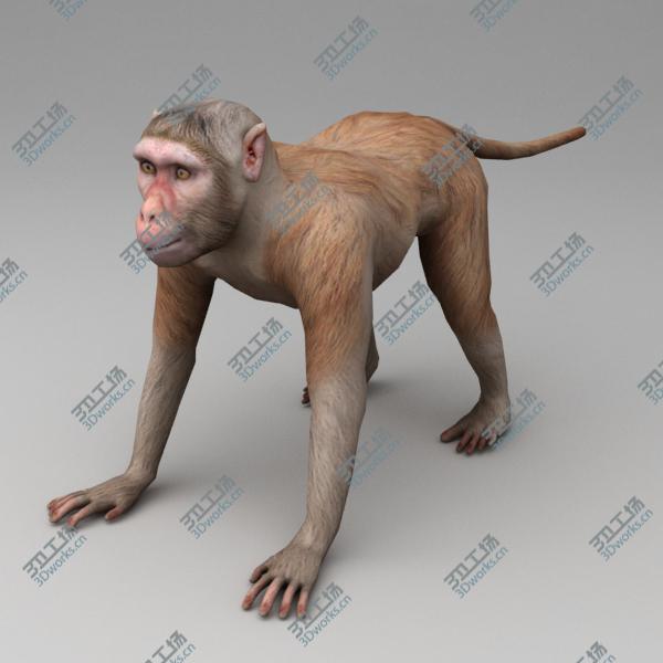 images/goods_img/202105073/Rhesus macaque rigged/2.jpg
